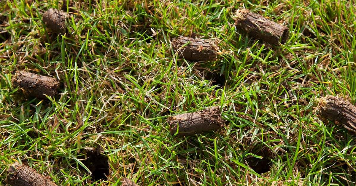 Transform Your Lawn with Expert Core Aeration and Overseeding Services 4 aeration